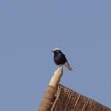 White-crowned Wheatear.jpg